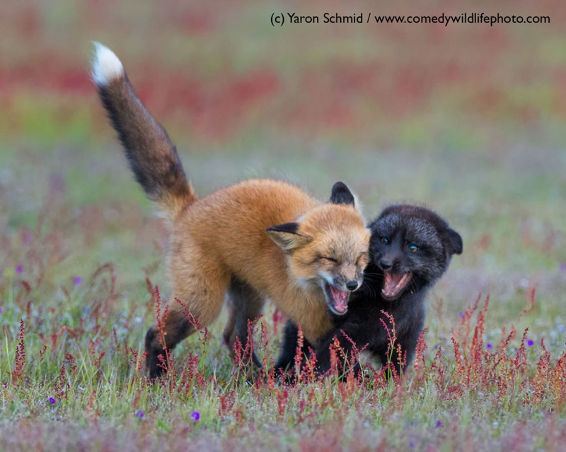 Illustration for article titled Alégrate el día con las fotos finalistas de los Comedy Wildlife Photography Awards